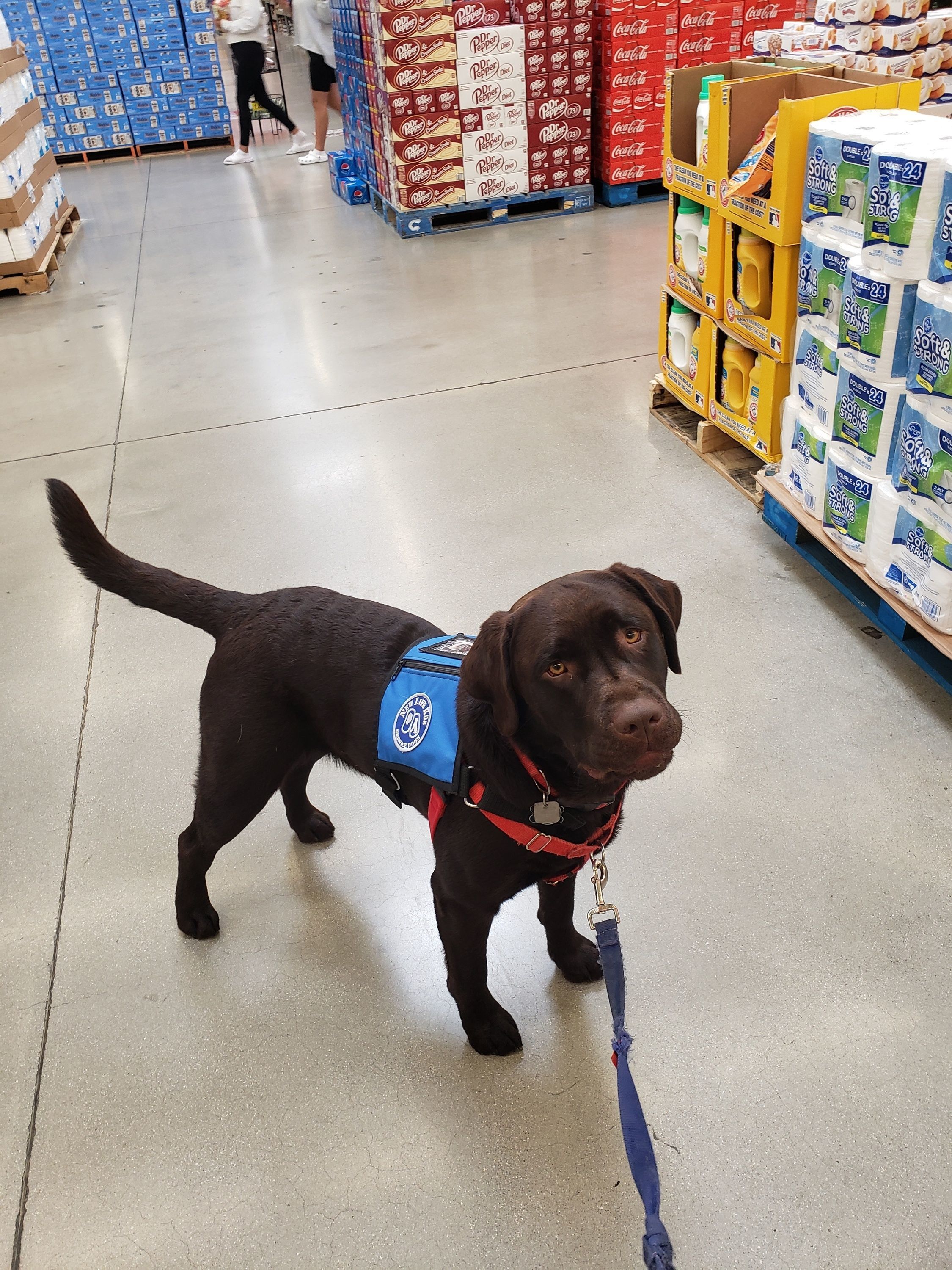 Service dogs store in grocery stores