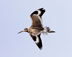 Willet