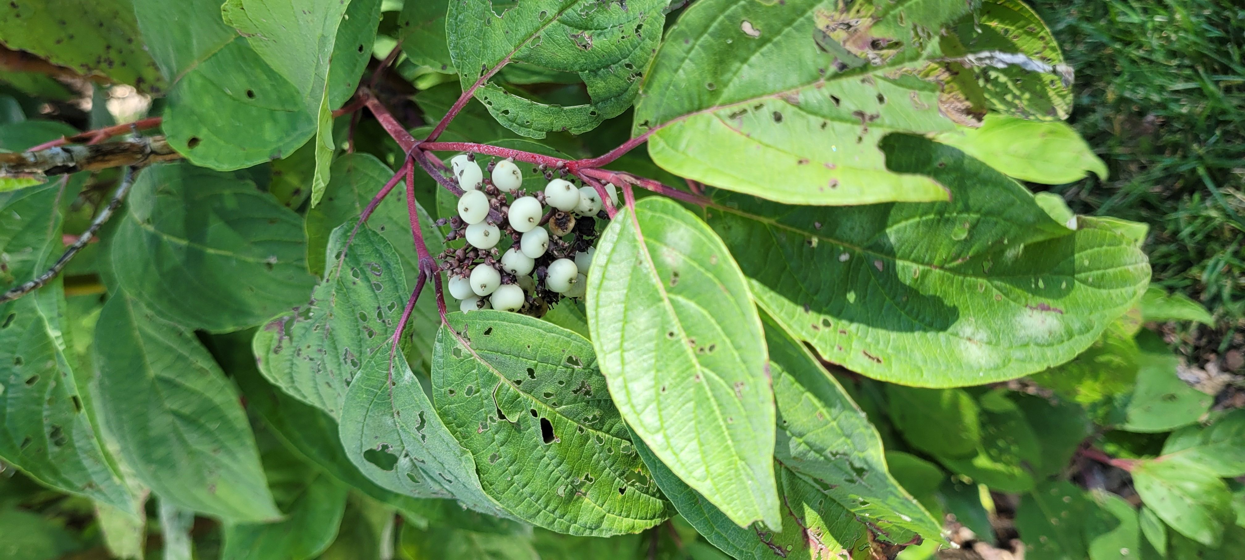 Fall and winter in your backyard habitat