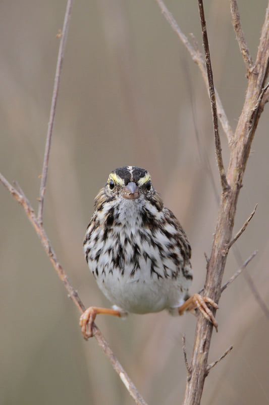 Savannah Sparrow Bird Gallery Houston Audubon