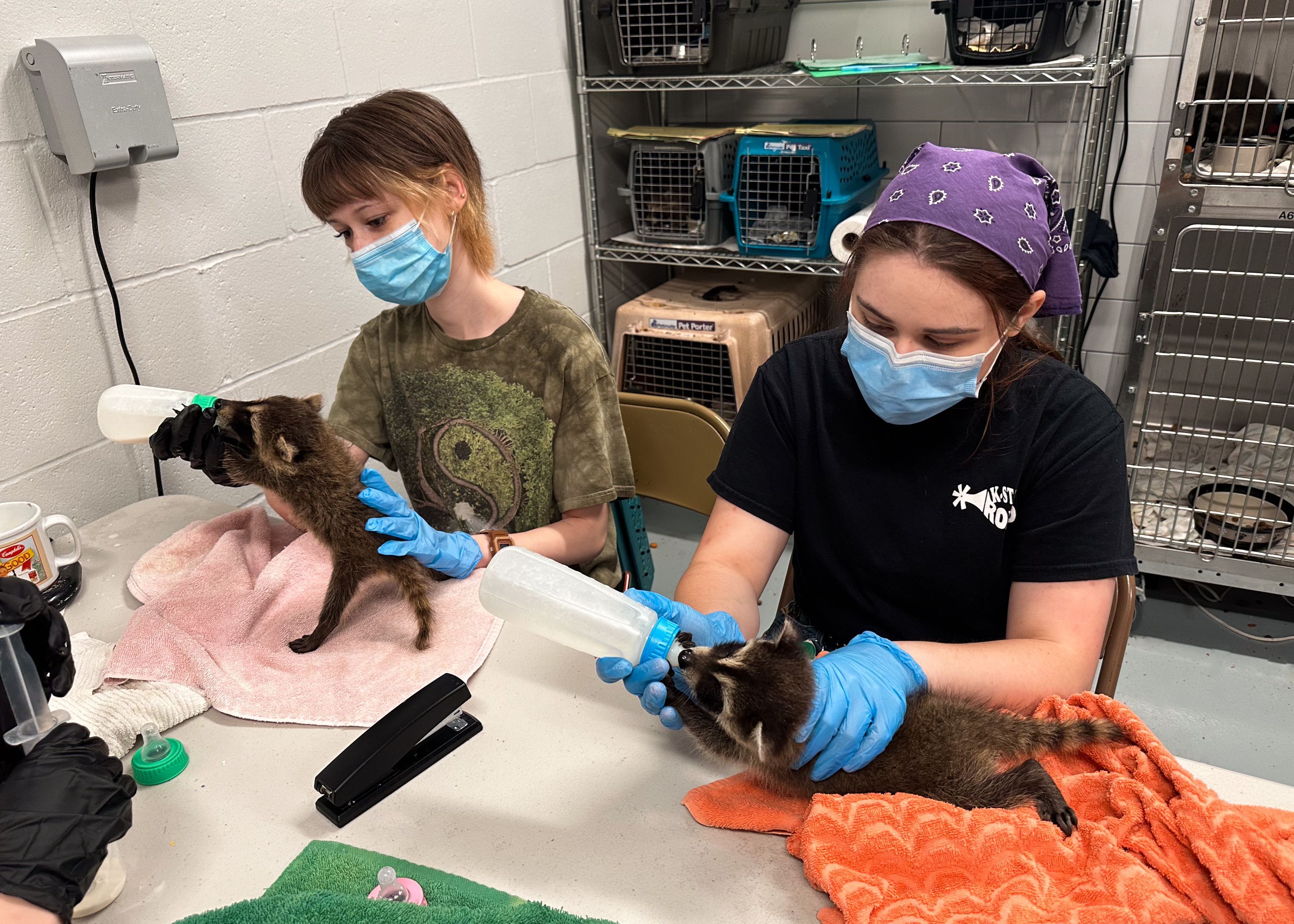 wildlife rehab internships feeding baby raccoons