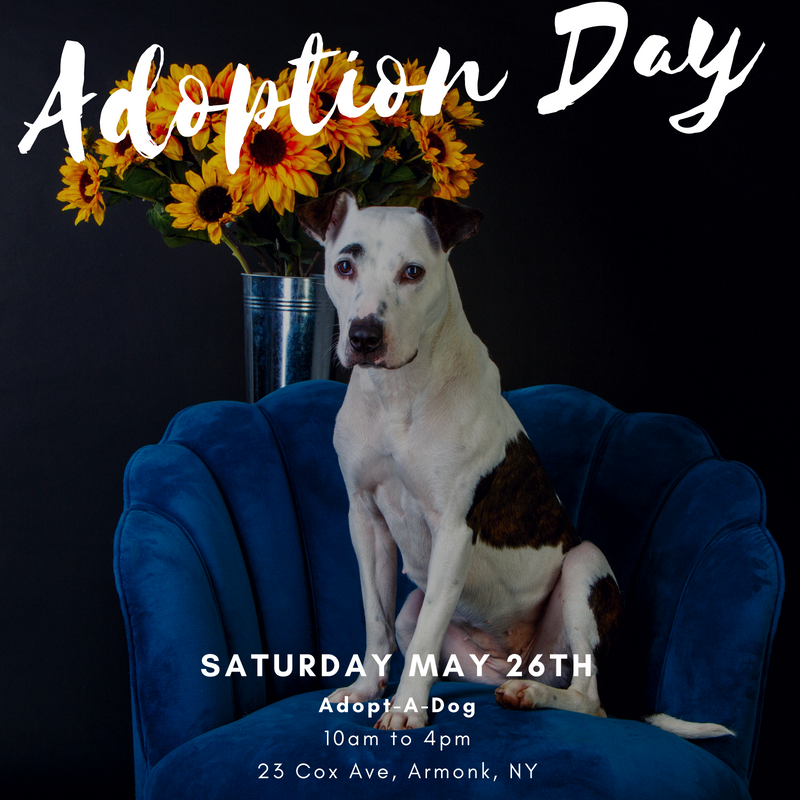 Memorial Day Weekend Adoption Event