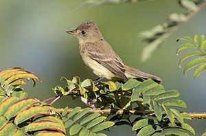 Willow Flycatcher