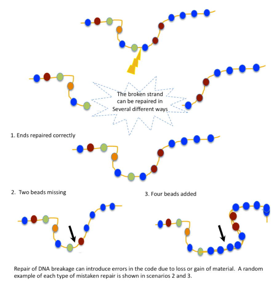 Image of repair 3 repair scenarios: Repair of DNA breakage can introduce errors in the code due to loss or gain of material. A random example of each type of mistaken repair is shown in scenarios 2 and 3.