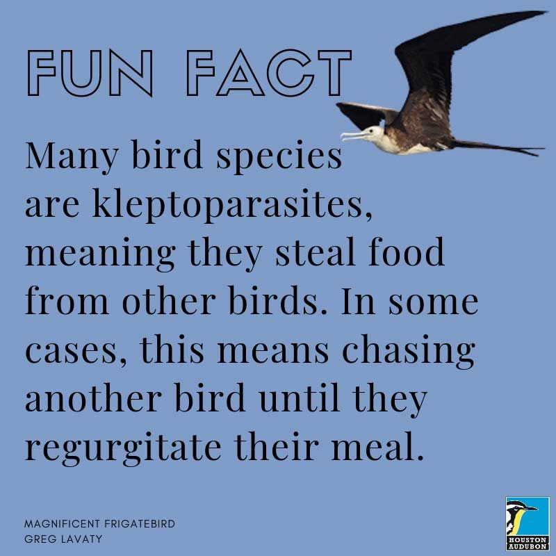 Kleptoparasites fun fact