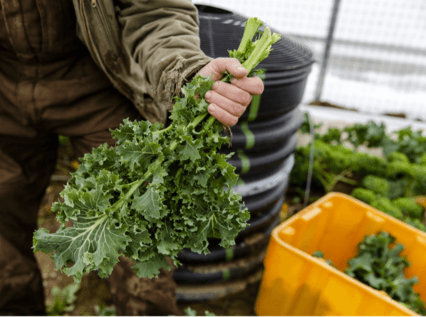 Winter Vegetable CSA