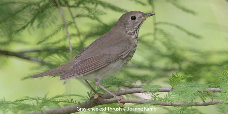 Gray-cheeked Thrush