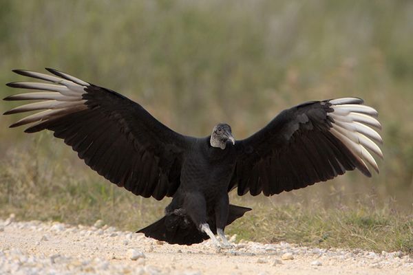 Black Vulture | Bird Gallery | Houston Audubon