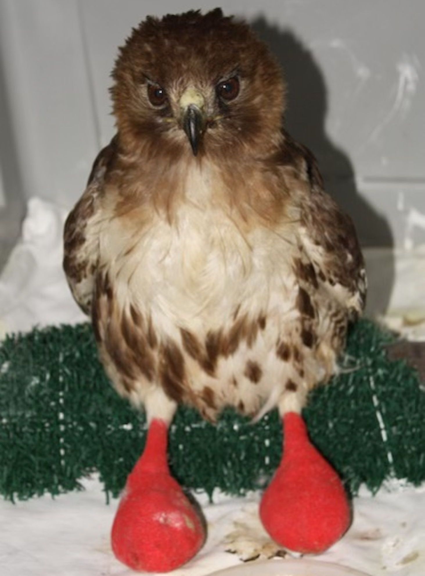 Red tailed hawk with feet in ball bandages