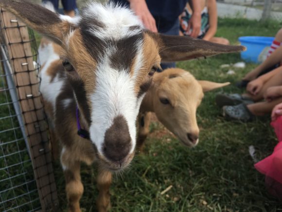 Hoe-Down at Allaire Community Farm