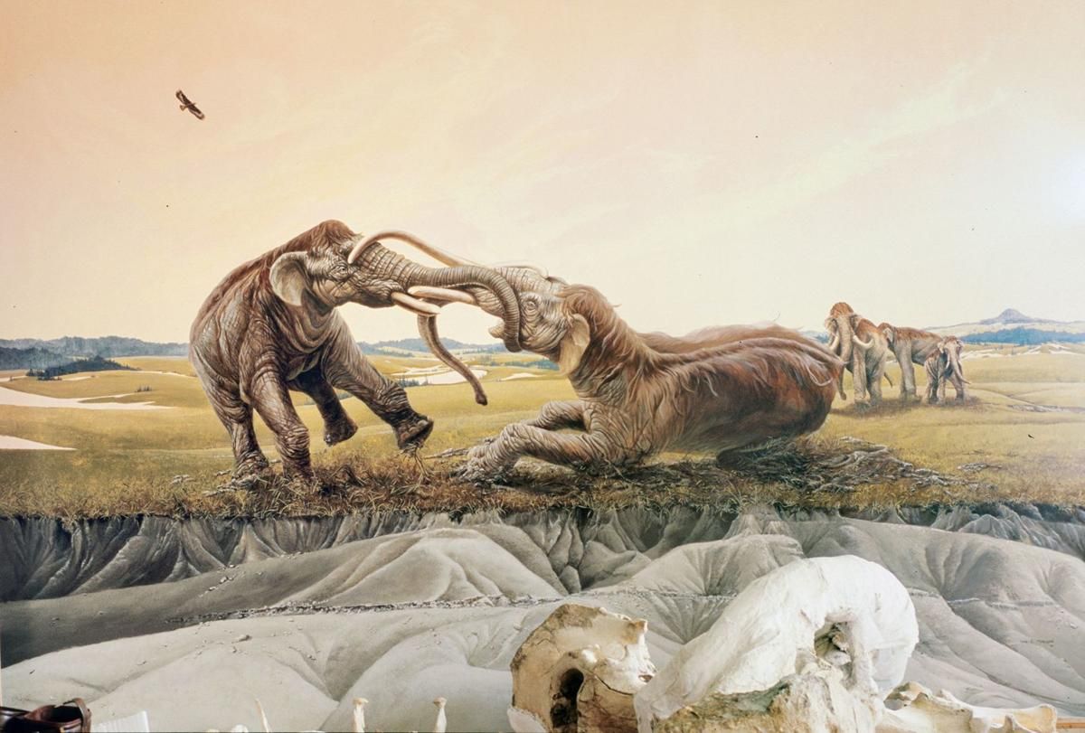 Clash Of The Mammoths | Trailside Museum