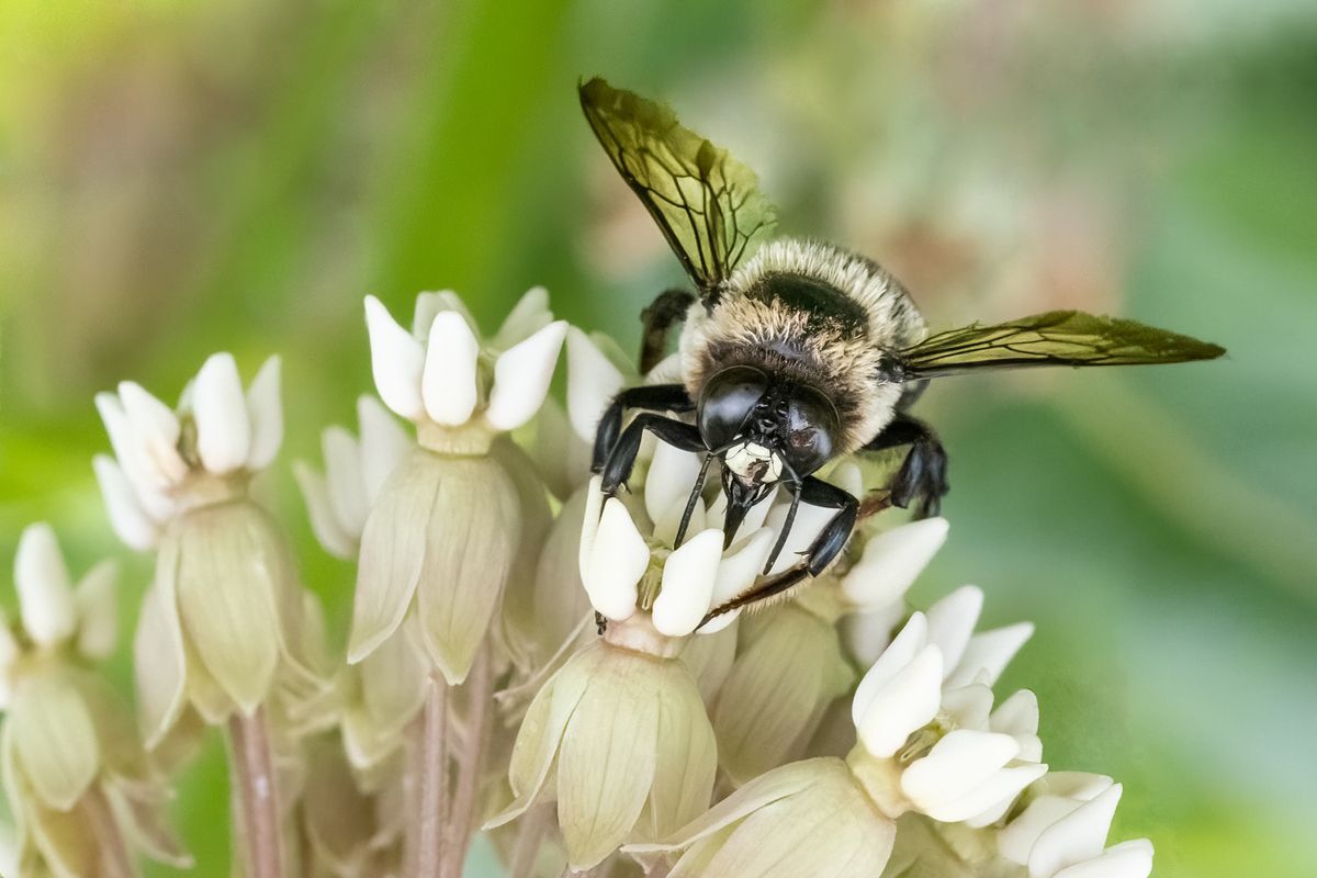 Bumblebee on milkweed flowers
