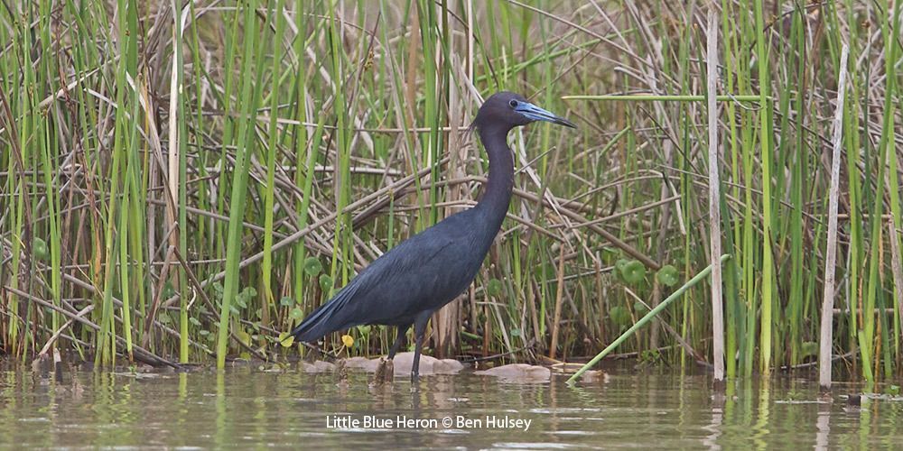 Little Blue Heron