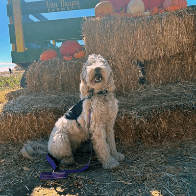 Paragon Press - October 2025