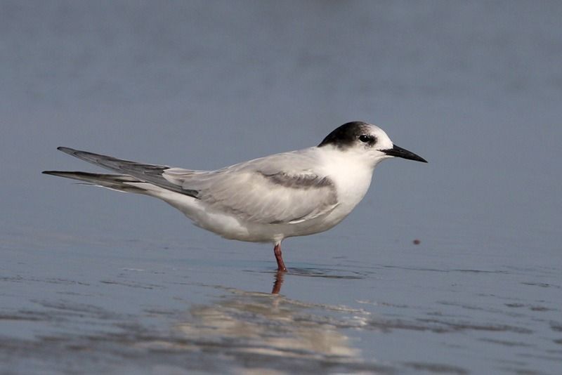 Common Tern