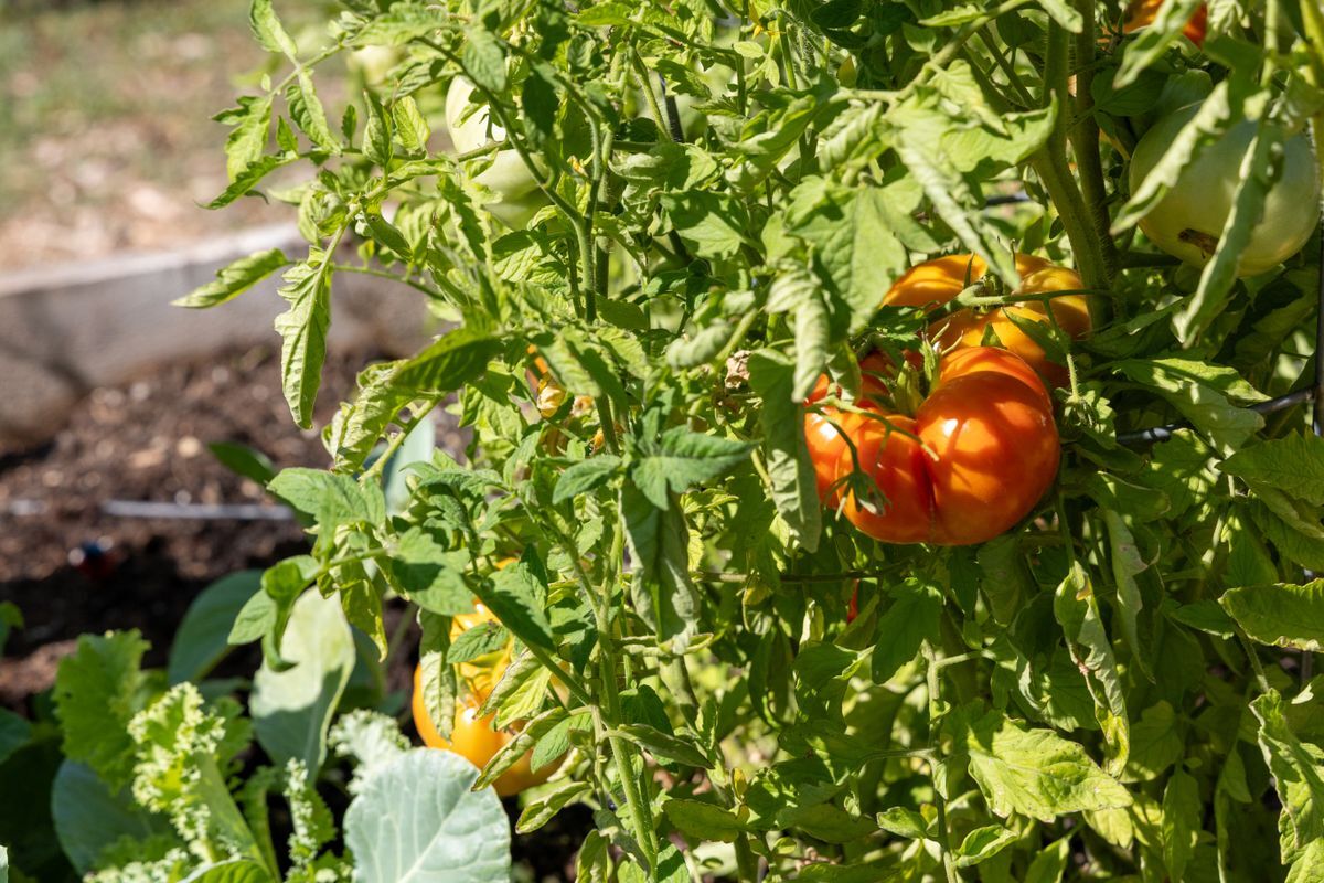 An up close image of tomatoes growing in the Community Garden.