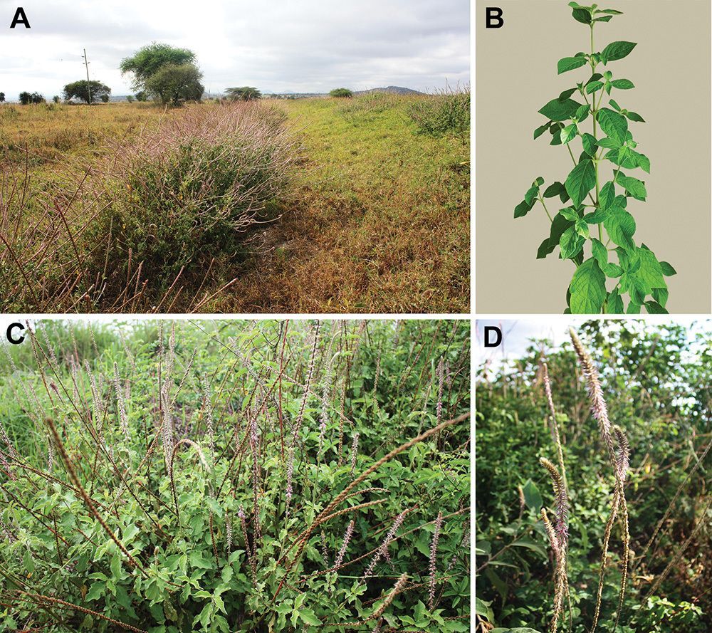 ﻿Africa and Arabia encompass a much greater species diversity in the Achyranthes aspera aggregate (Amaranthaceae, achyranthoid clade): Evidence from morphological and chorological data