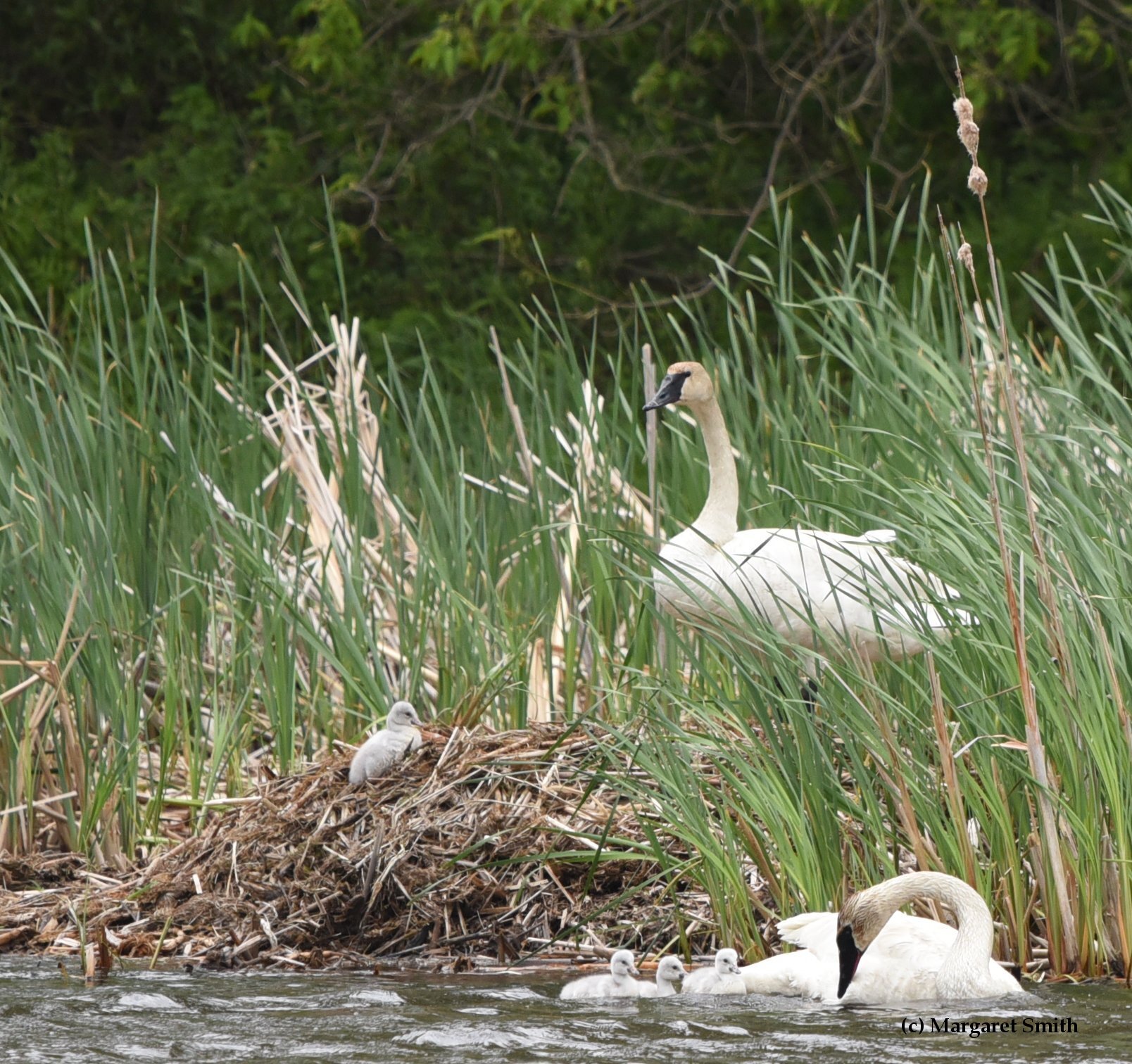 Special Gift Membership - Swan Family