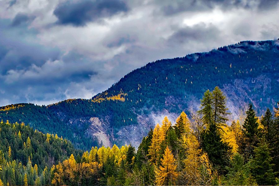 Green and gold pine tress lining a Montana mountain during the fall season