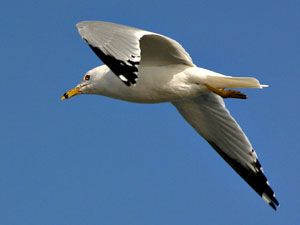 Beak of the Week: Ring-billed Gull