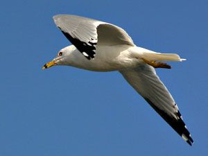 Ring-billed Gull