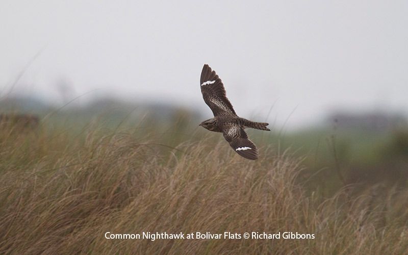 Common Nighthawk