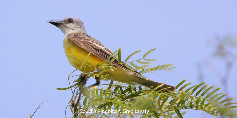 Couch's Kingbird