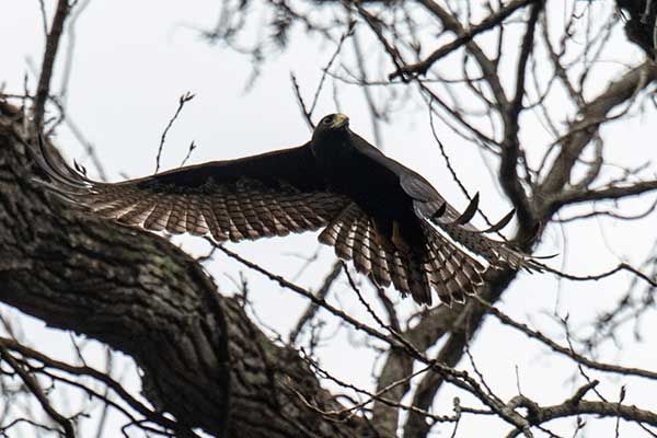 Member Field Trip to Stephen F. Austin State Park