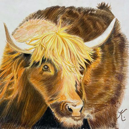 Colored Pencil Highland Cow