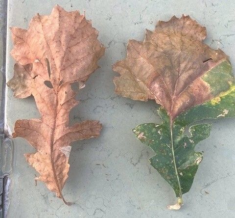 Bur oak blight causes discoloration and browning on leaves. 