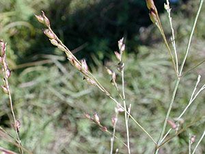 Switchgrass