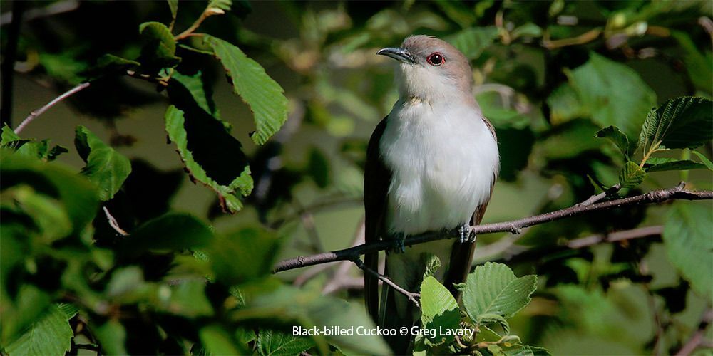 Black-billed Cuckoo