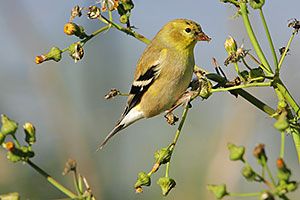 american goldfinch female winter