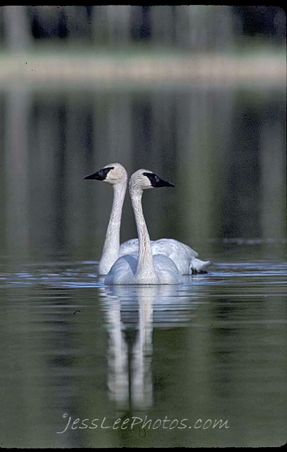 Yellowstone National Park holds meeting about Trumpeter Swan future