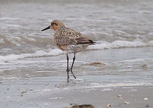 Red Knot