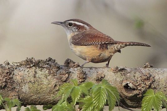 Carolina Wren