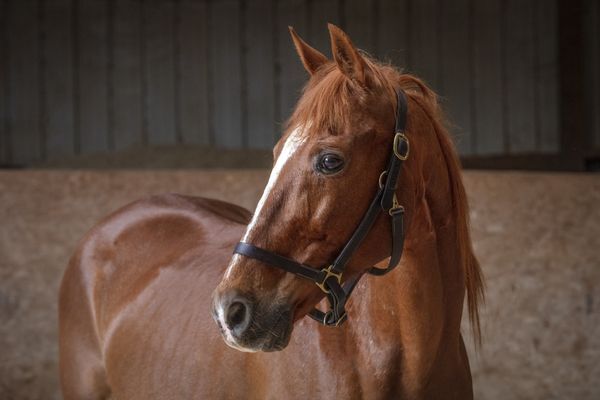 Equines for Adoption : Adopt : Horse Haven of Tennessee