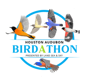 Birdathon