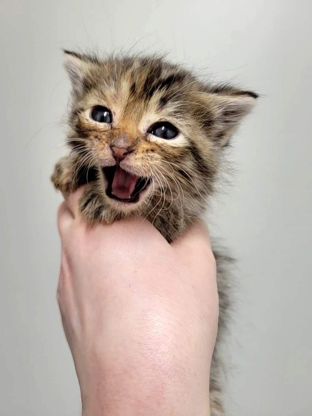Get Ready for Our Virtual Kitten Shower!