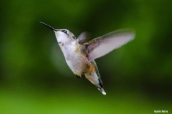 Ruby-throated Hummingbird by Kevin Winn