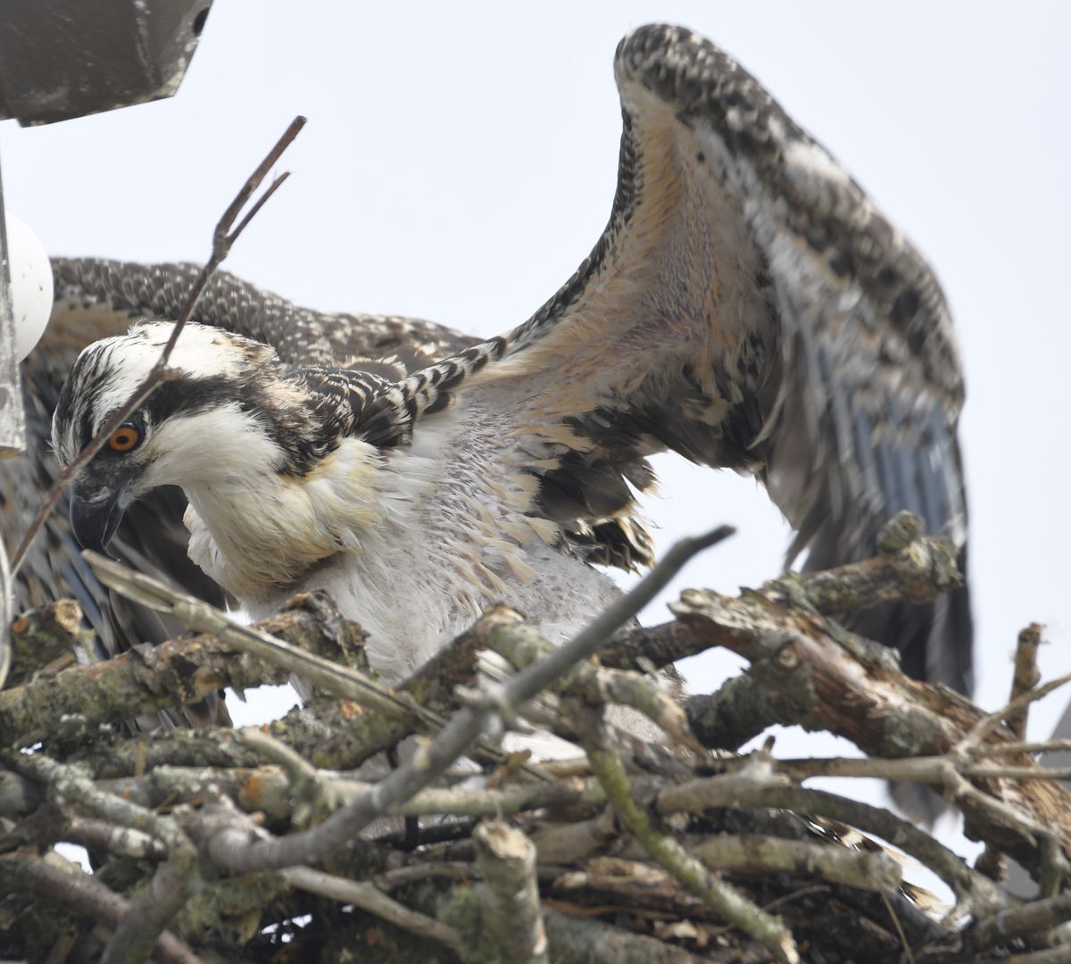 An Osprey fledgling with wings lifted up slightly in a nest against a gray sky