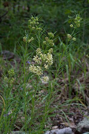 Whorled Milkweed
