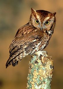 Eastern Screech-Owl (red morph)