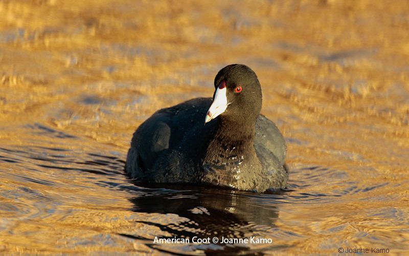 American Coot