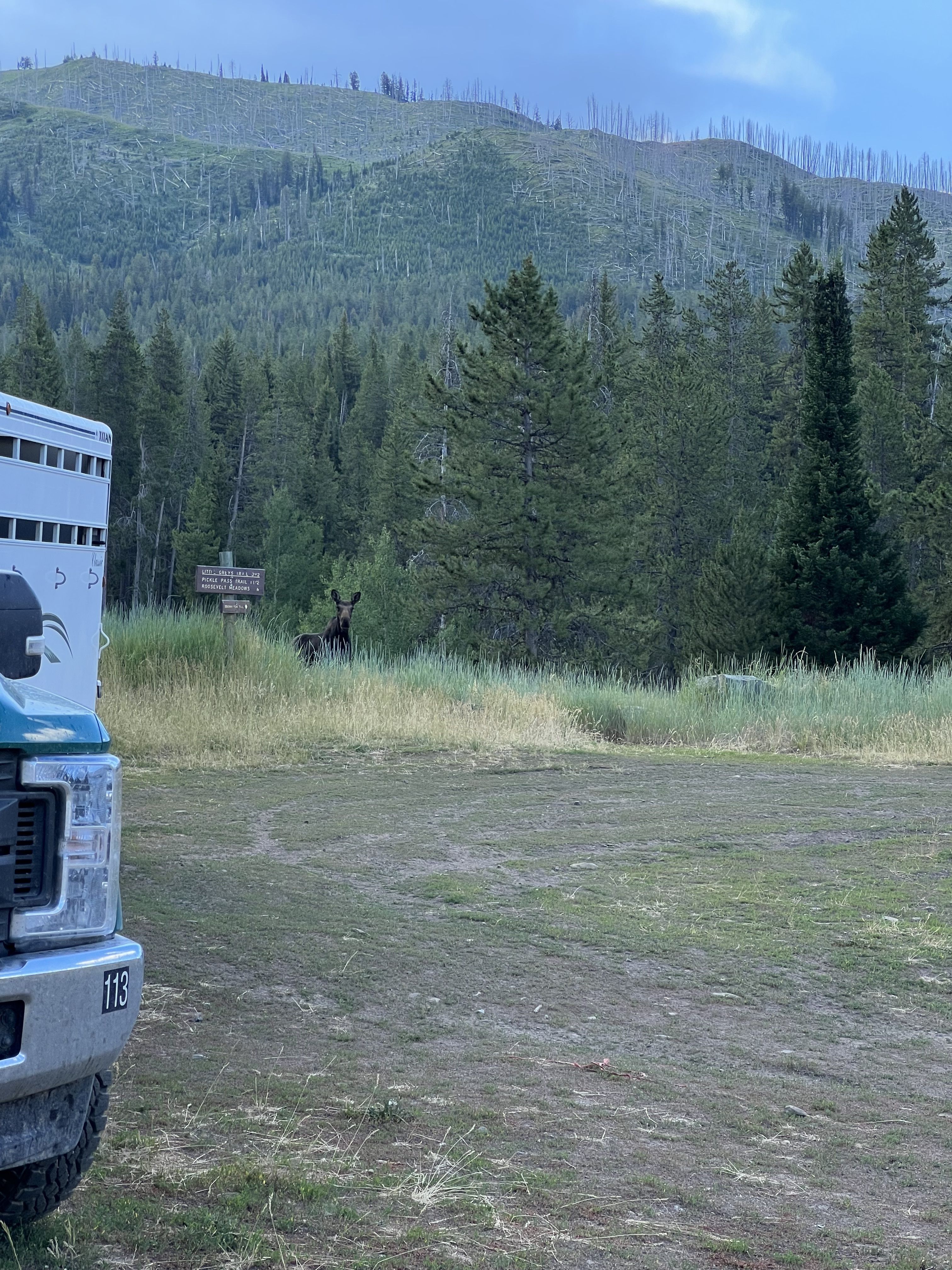 A photo of a young moose poking its head above some sagebrush.