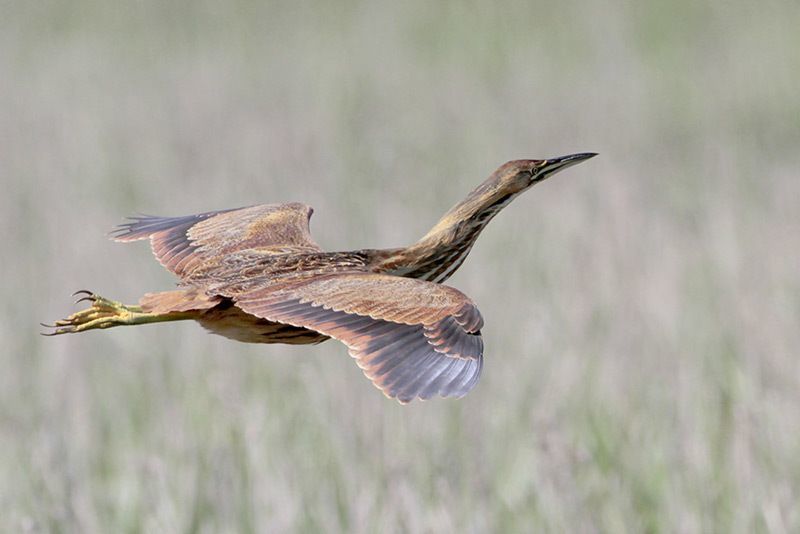 american bittern in flight