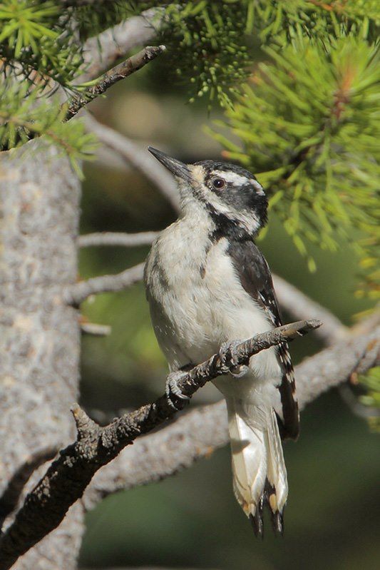 Hairy Woodpecker