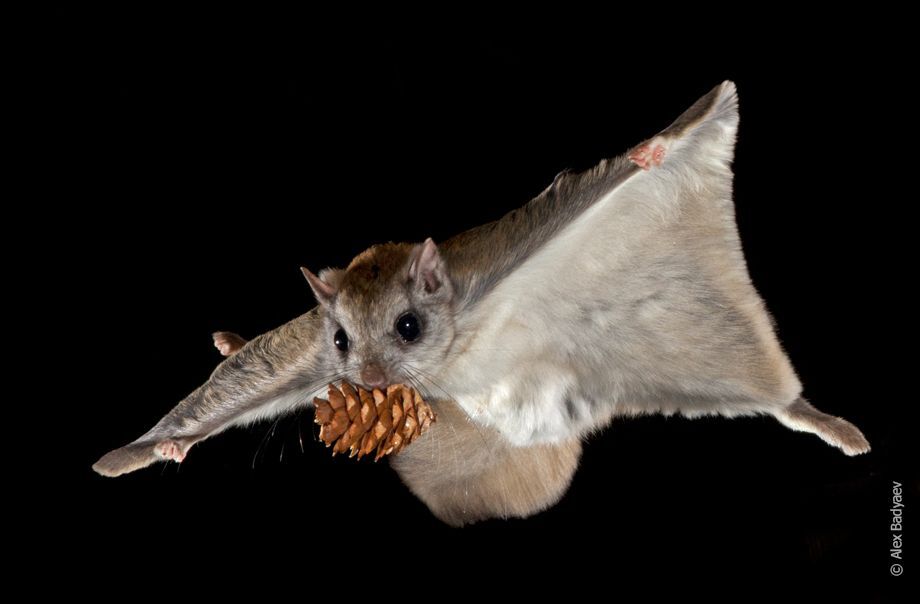 A flying squirrel midair with a pine cone in its mouth