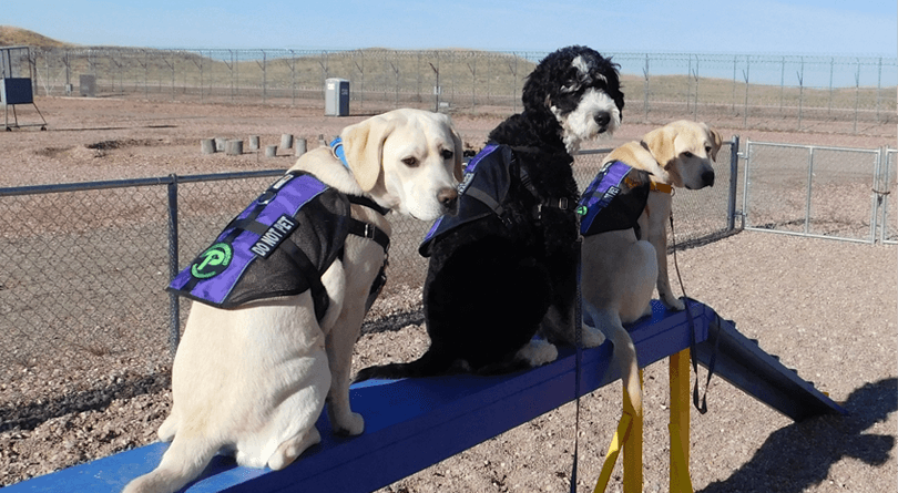 Three service dogs in training sitting on beam
