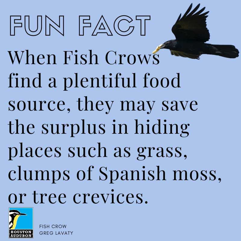 Fish Crow fun fact
